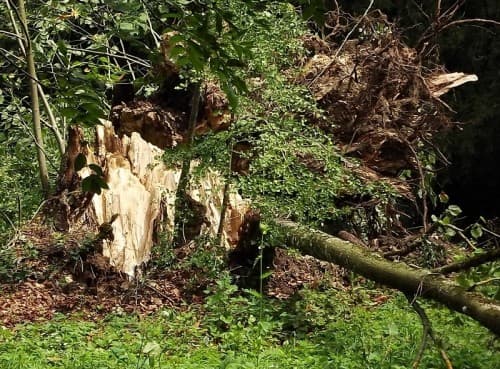 Un tilleul déraciné au passage de l'orage