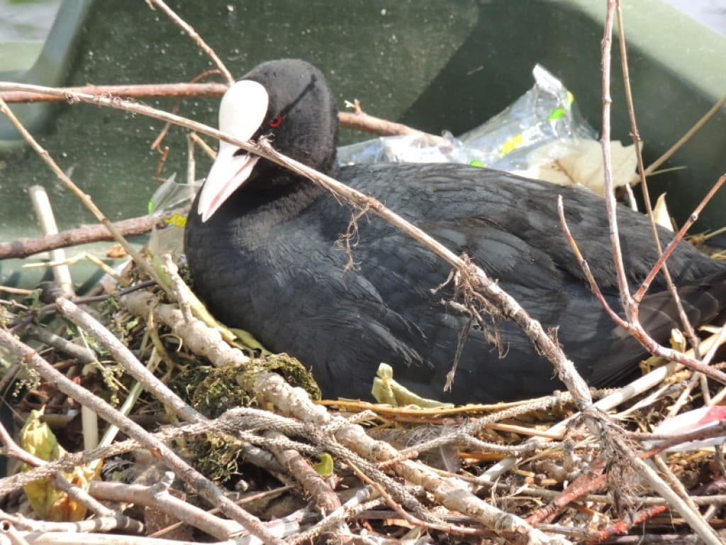 maman poule