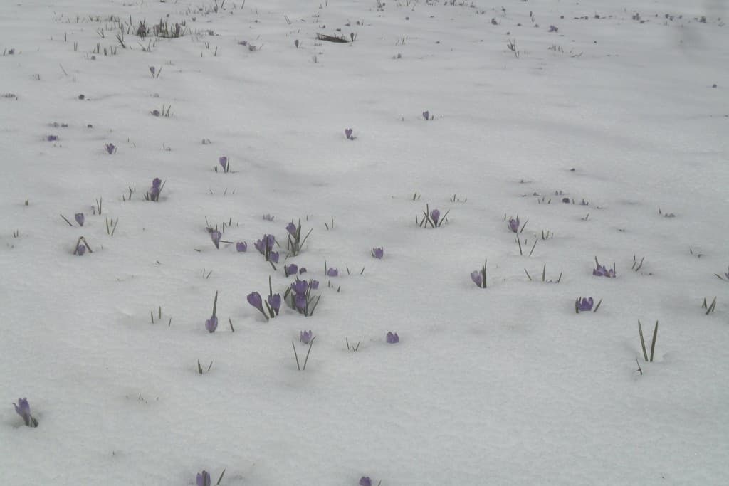 Perce- neige