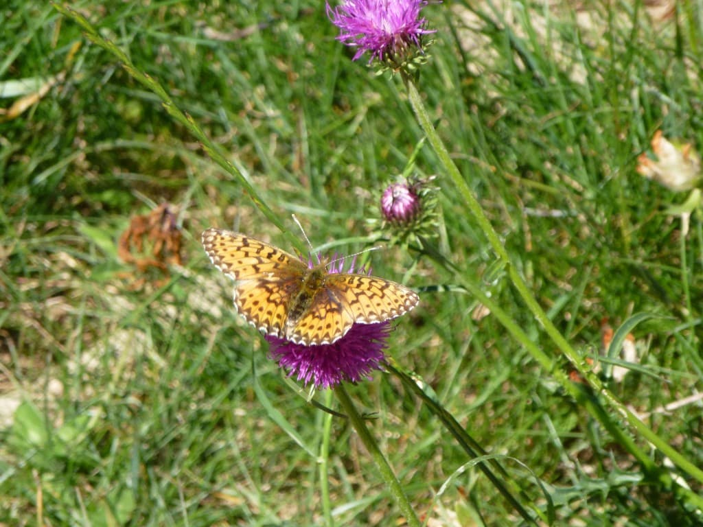 Que la nature est belle !