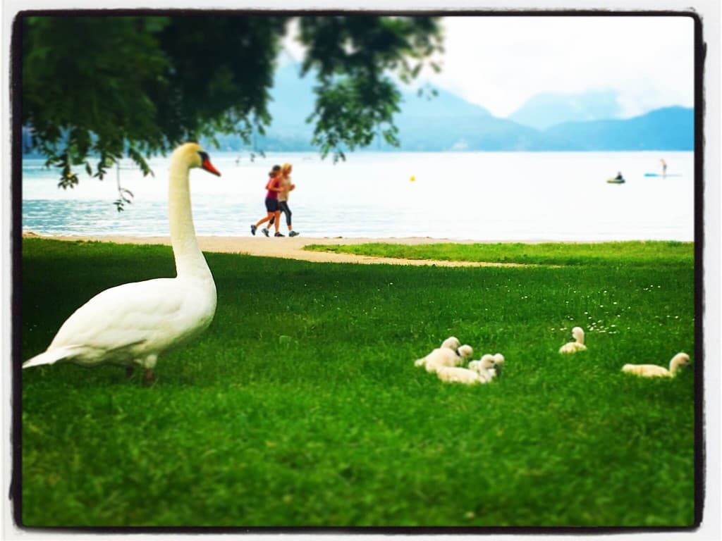 cygnes annecy