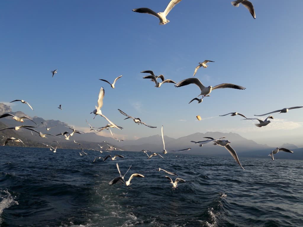  derniere ballade en bateau