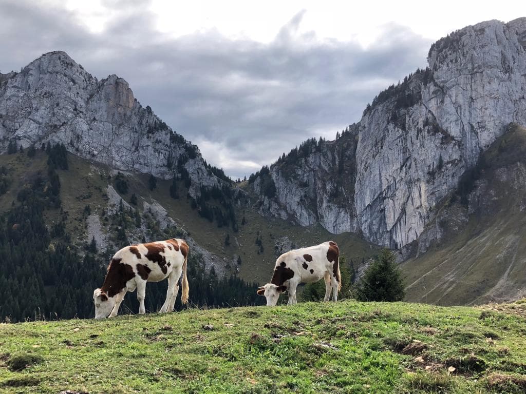 Aravis - Vaches en estive