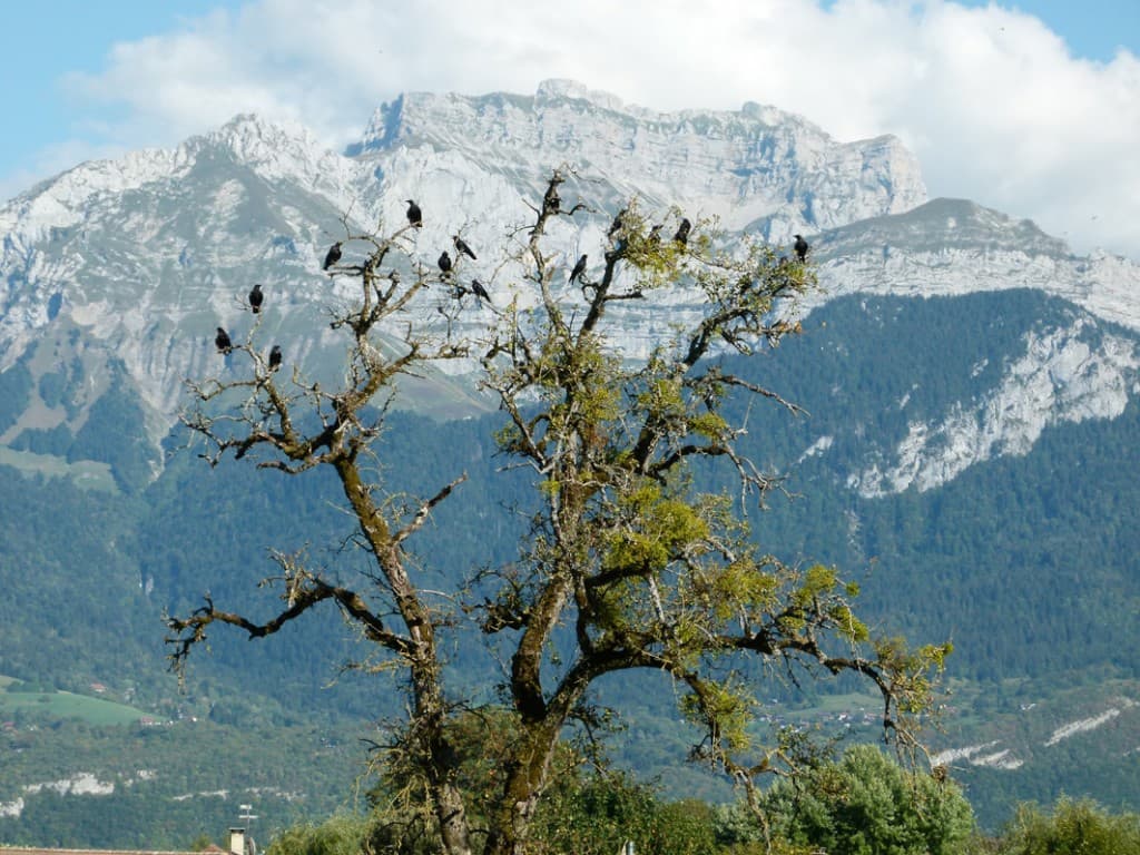 les corbeaux et la Tournette
