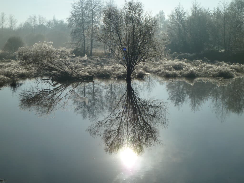 Reflet frisquet