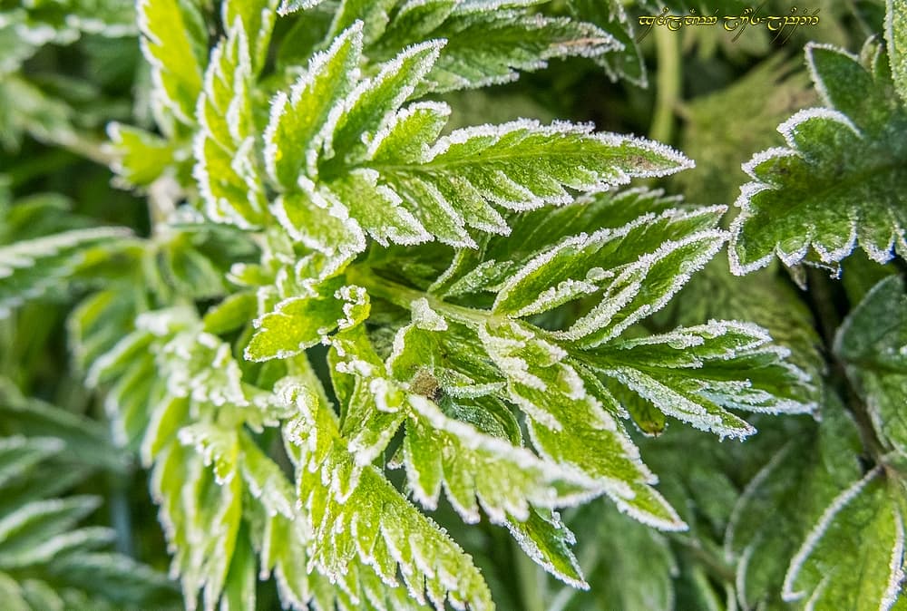 Givre, timide