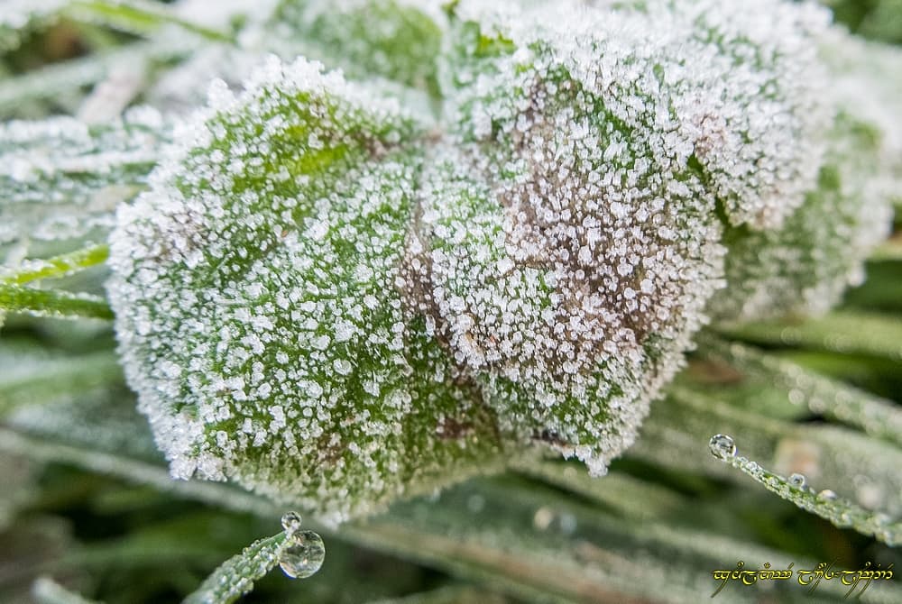 Givre, léger