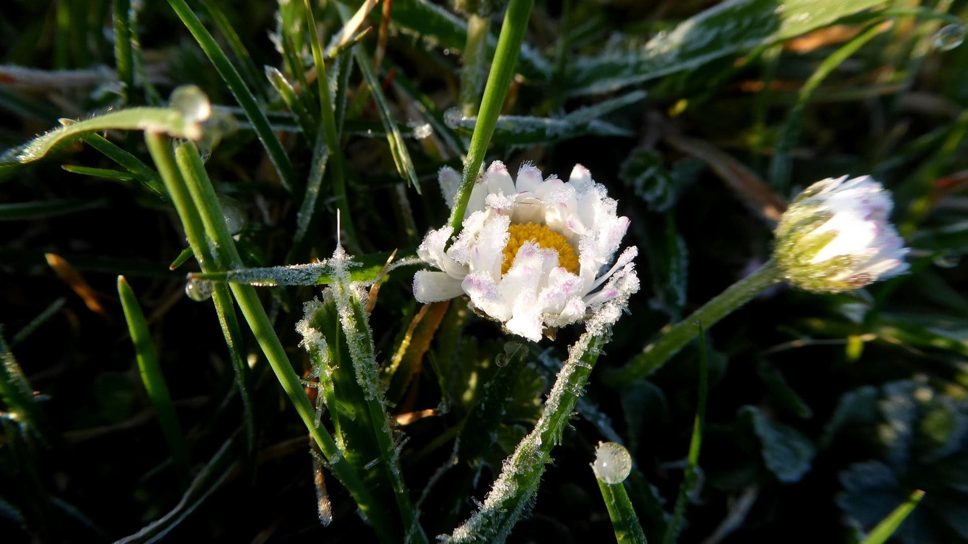 Gelée