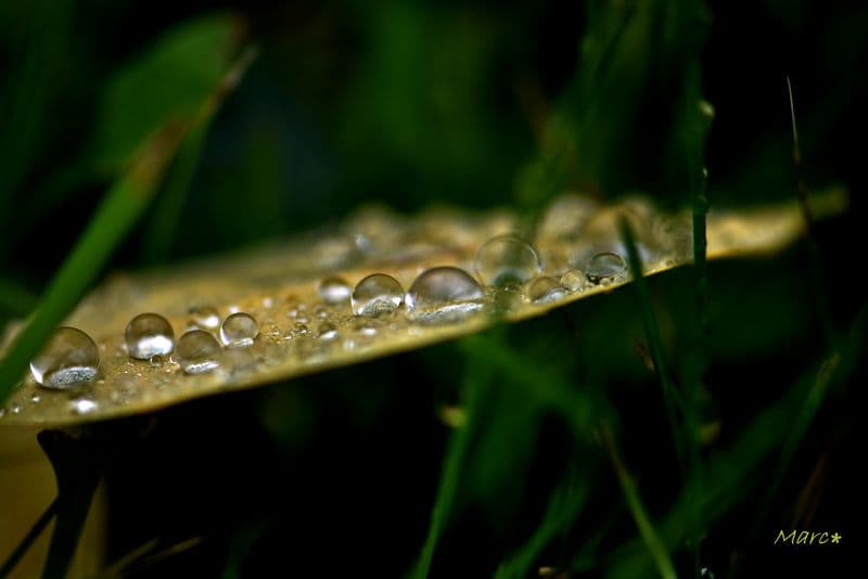 Feuille chargée de gouttes de pluie