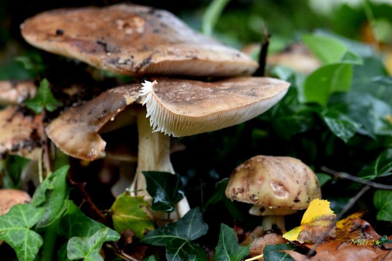 Bons où mauvais les champignons sortent du sol