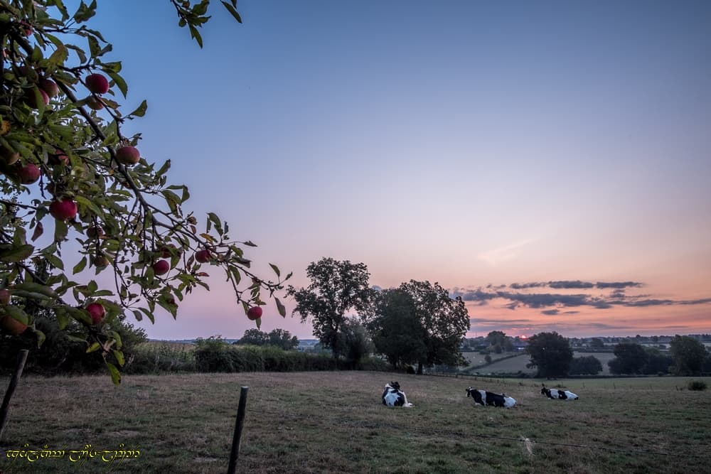 Verger du petit jour