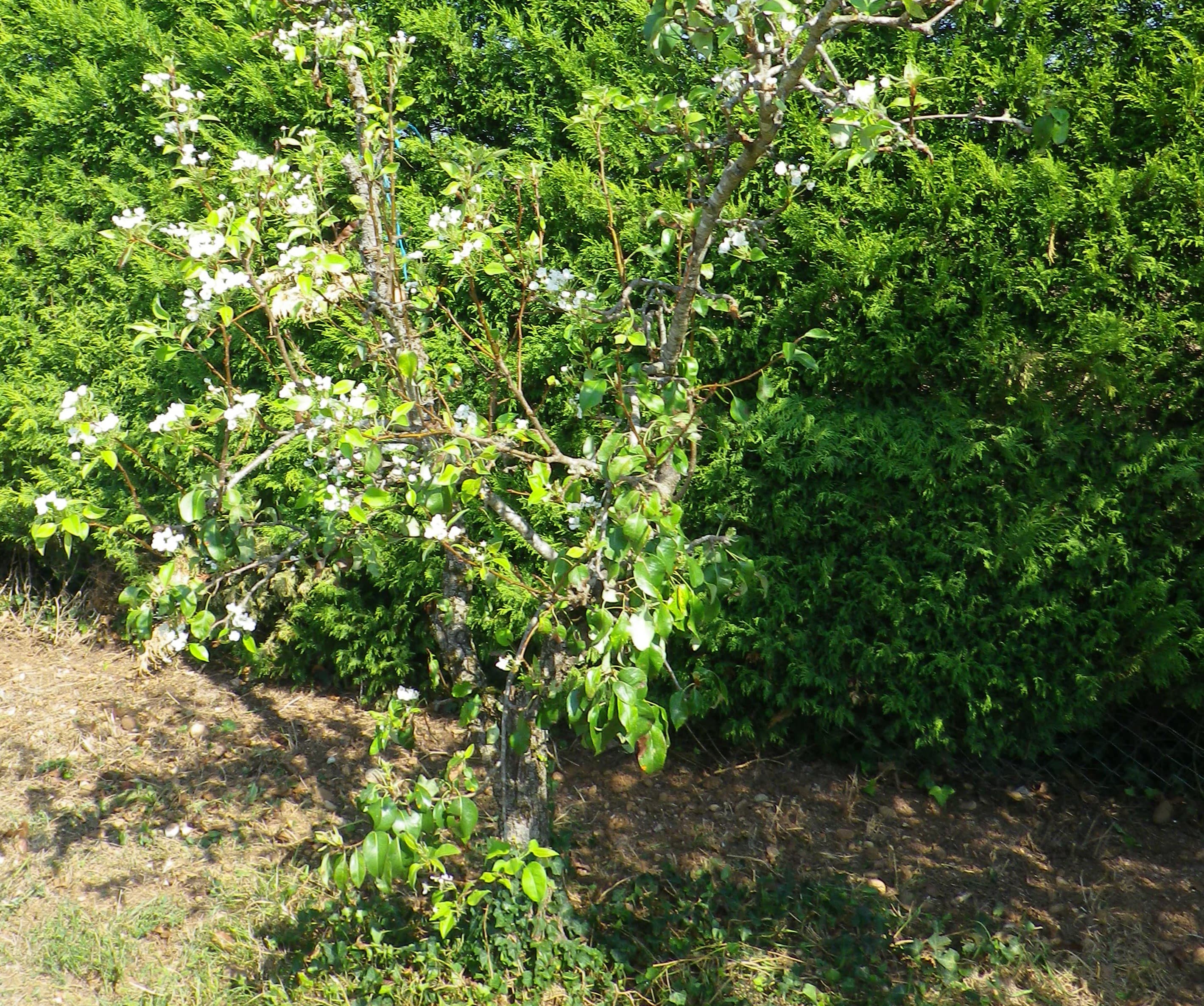 Deuxième floraison pour ce vieux poirier !