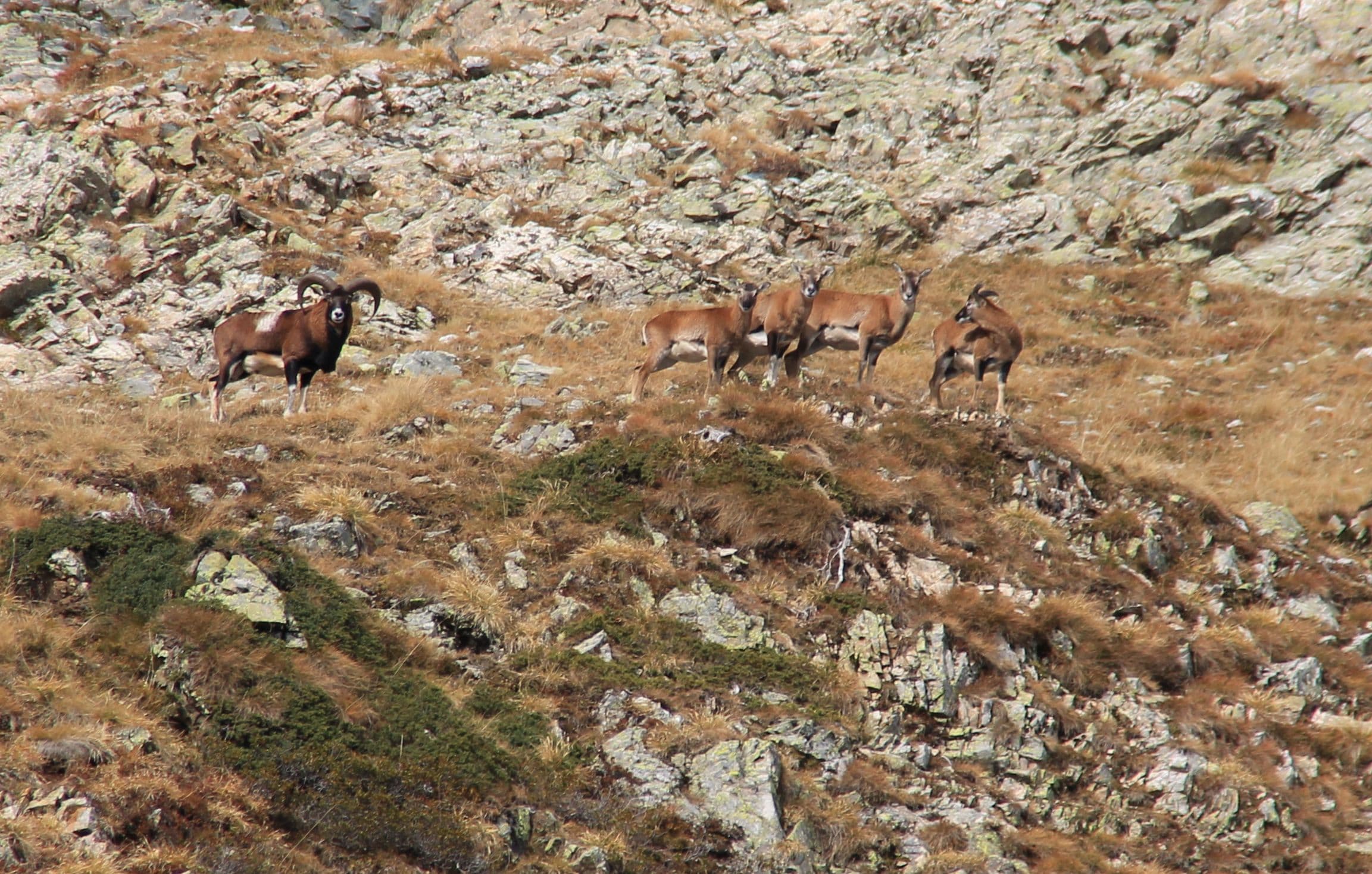 Mouflons