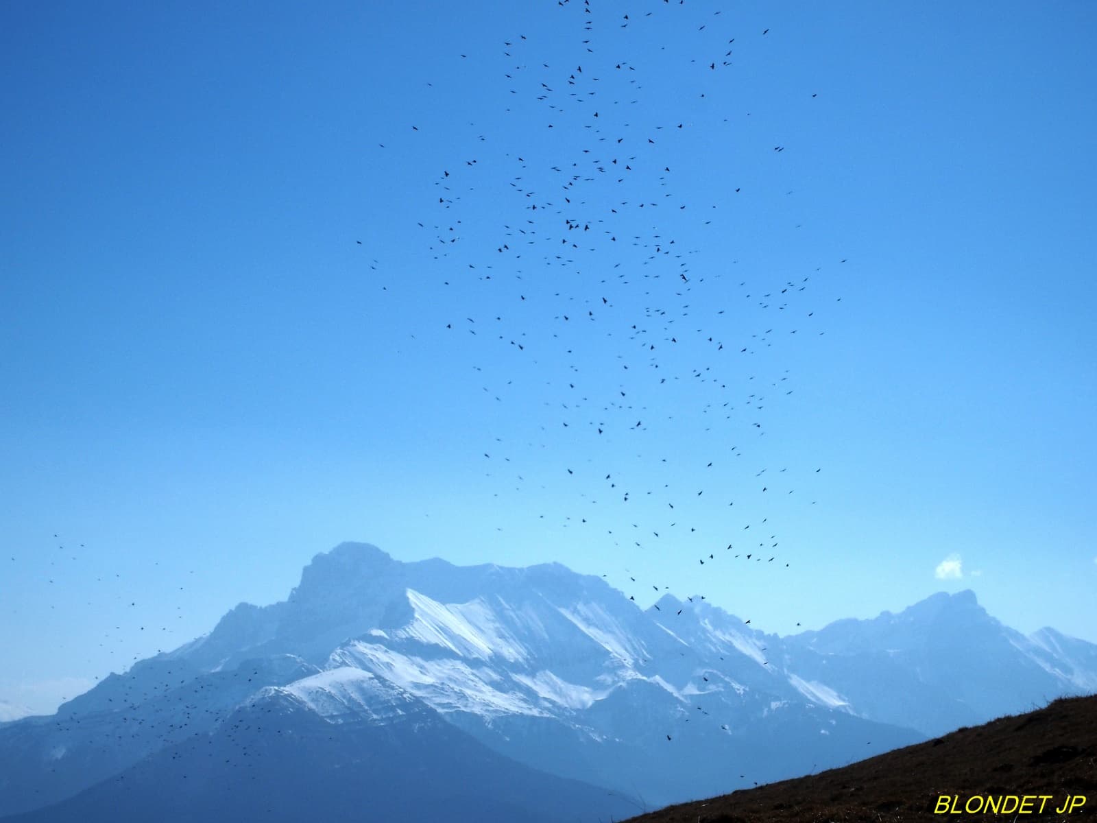 Tourbillon d'oiseaux devant l'Obiou
