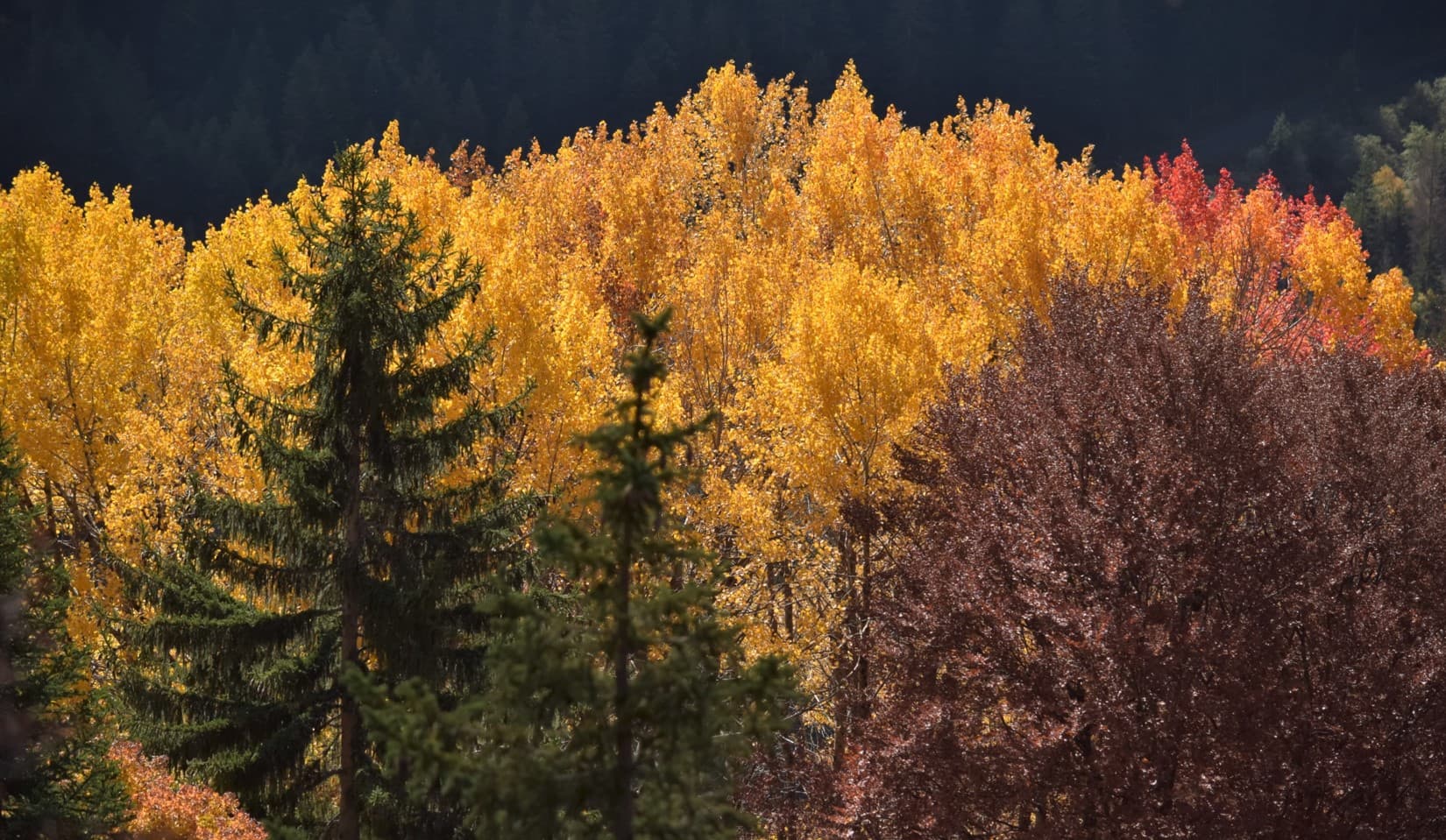 Automne