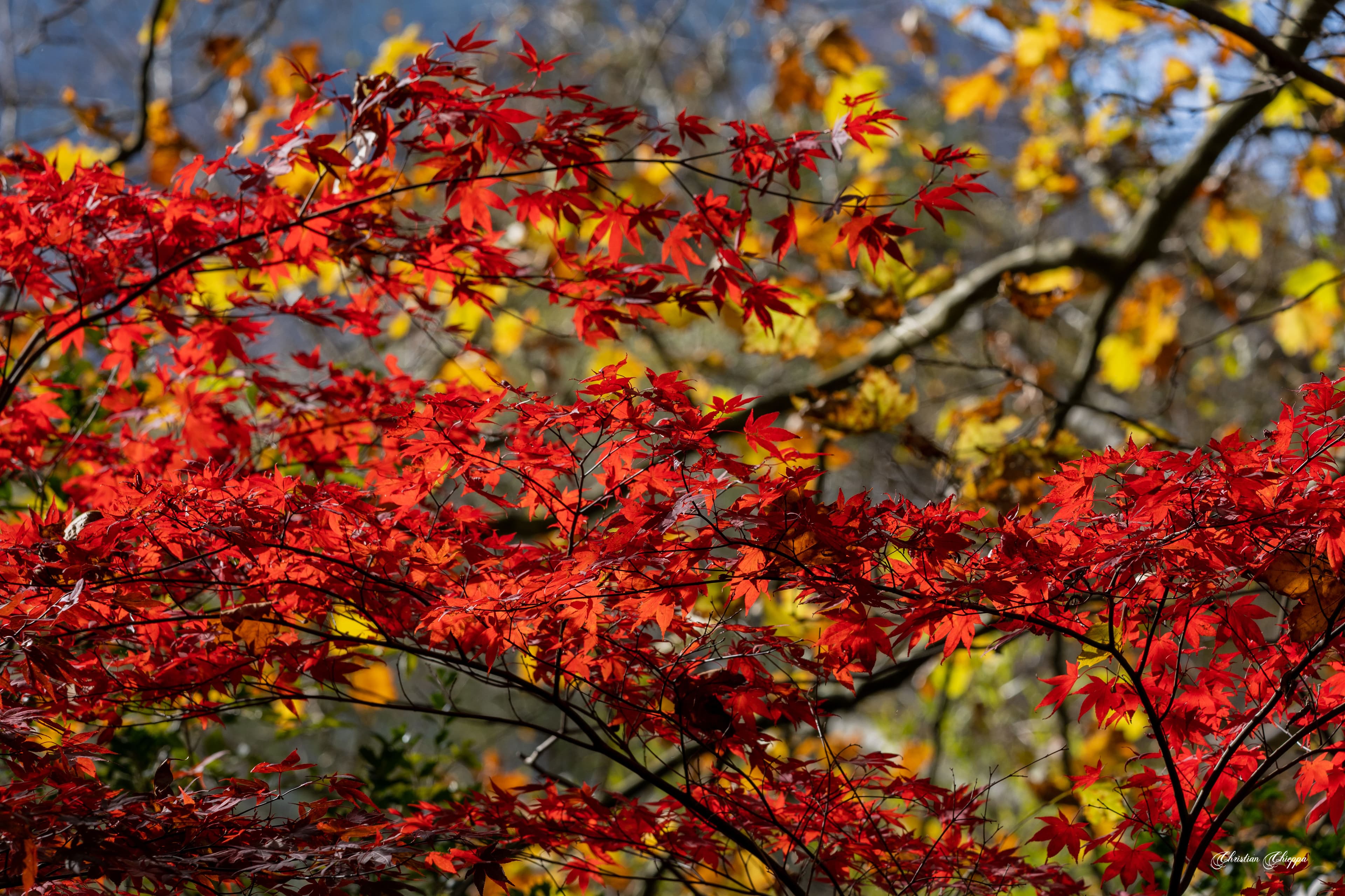 Feuillage d'automne avant la pluie