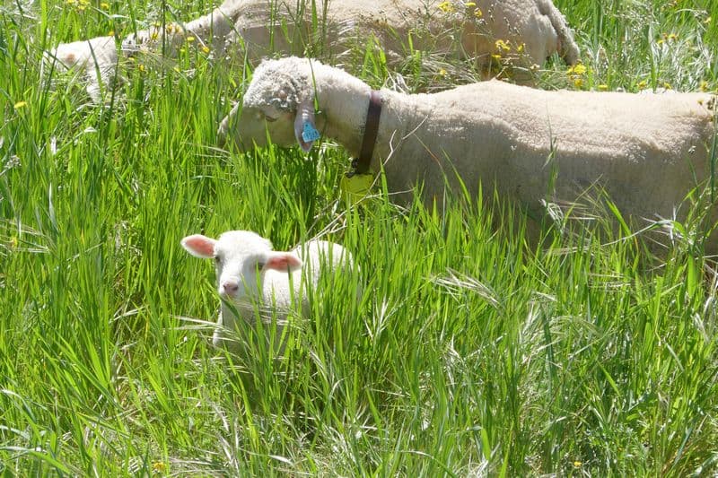 troupeau dans l'herbe haute après les pluies