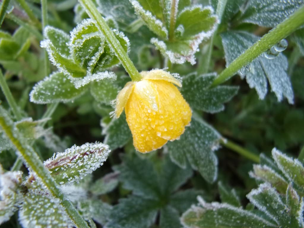 Image d'illustration pour Gelées tardives sur la France