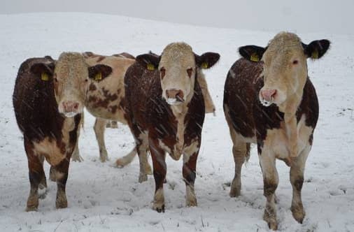 Image d'illustration pour Premières neiges sur les Vosges et le Jura