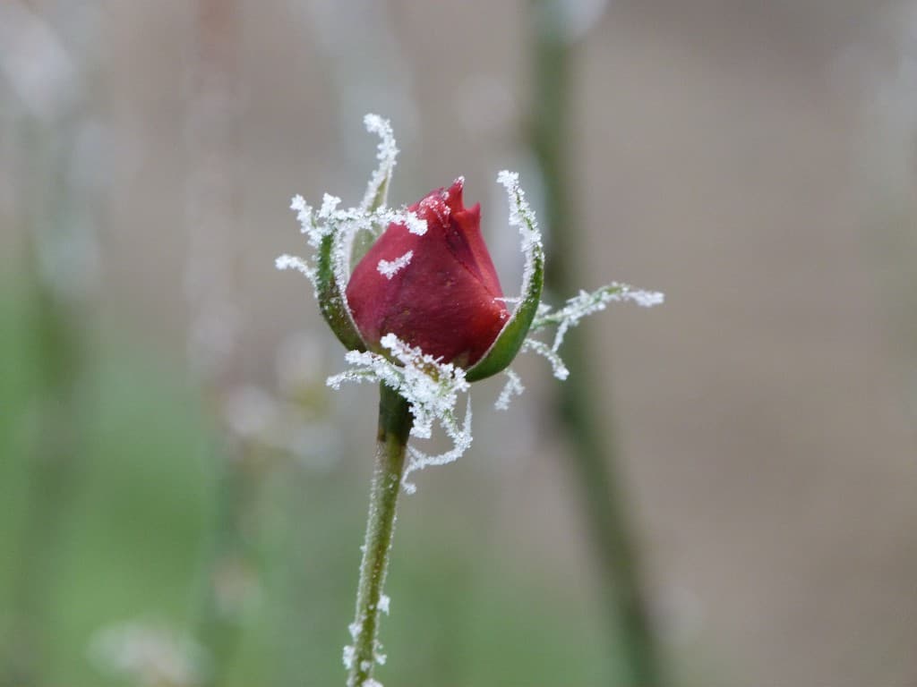 Image d'illustration pour Vos plus belles photos de givre