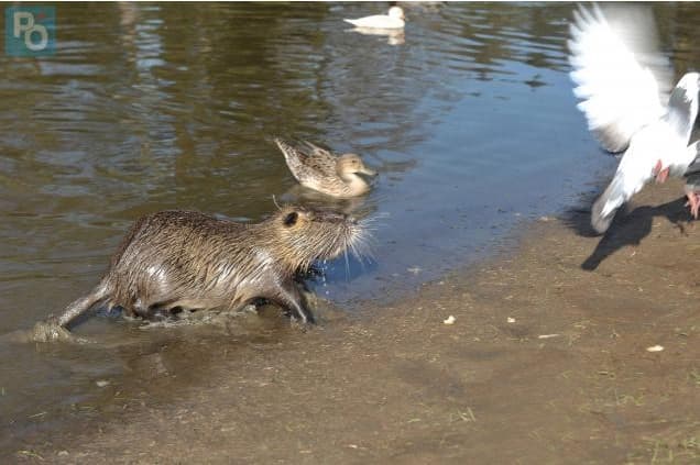 Image d'illustration pour Conséquences de la douceur sur les insectes