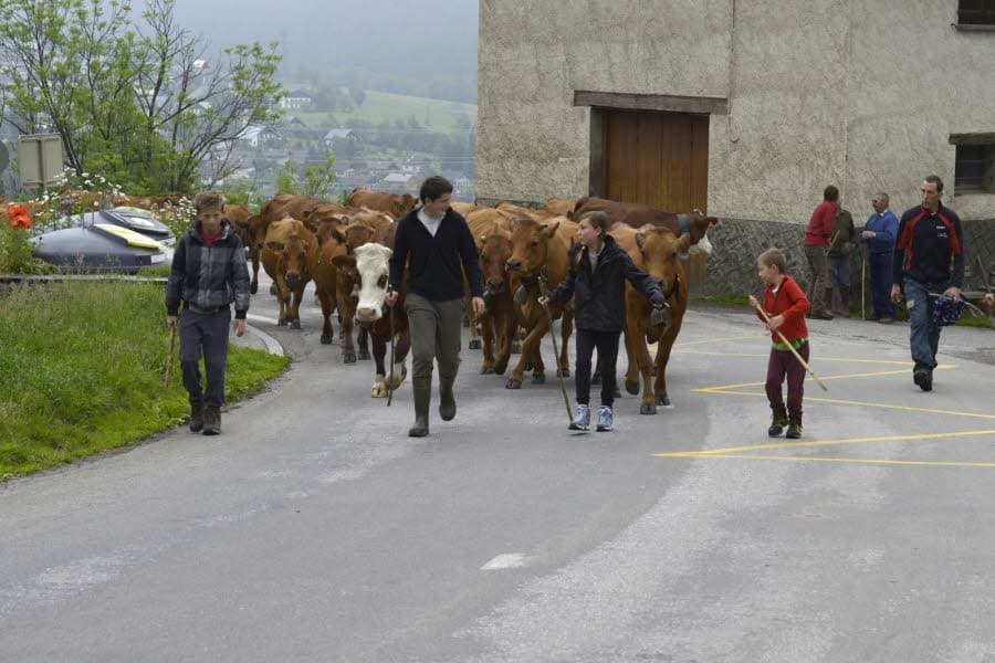 Image d'illustration pour Transhumance : montée aux alpages des troupeaux