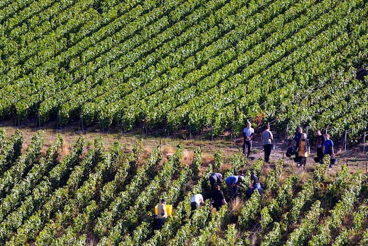 Image d'illustration pour Vendanges tardives après un printemps frais et pluvieux