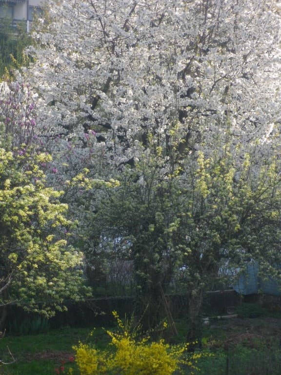 jardin au cerisier