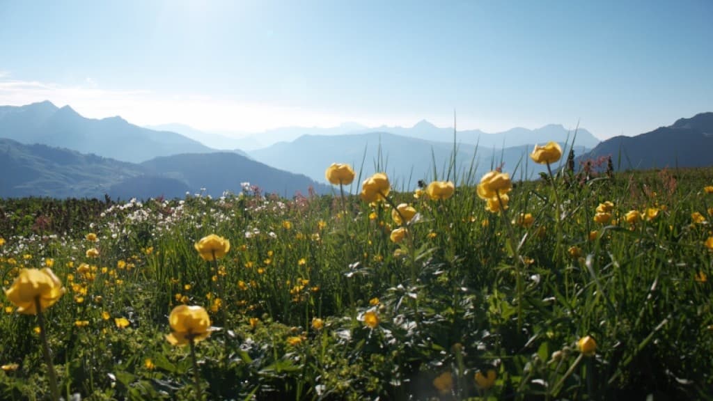 La Petite Berge