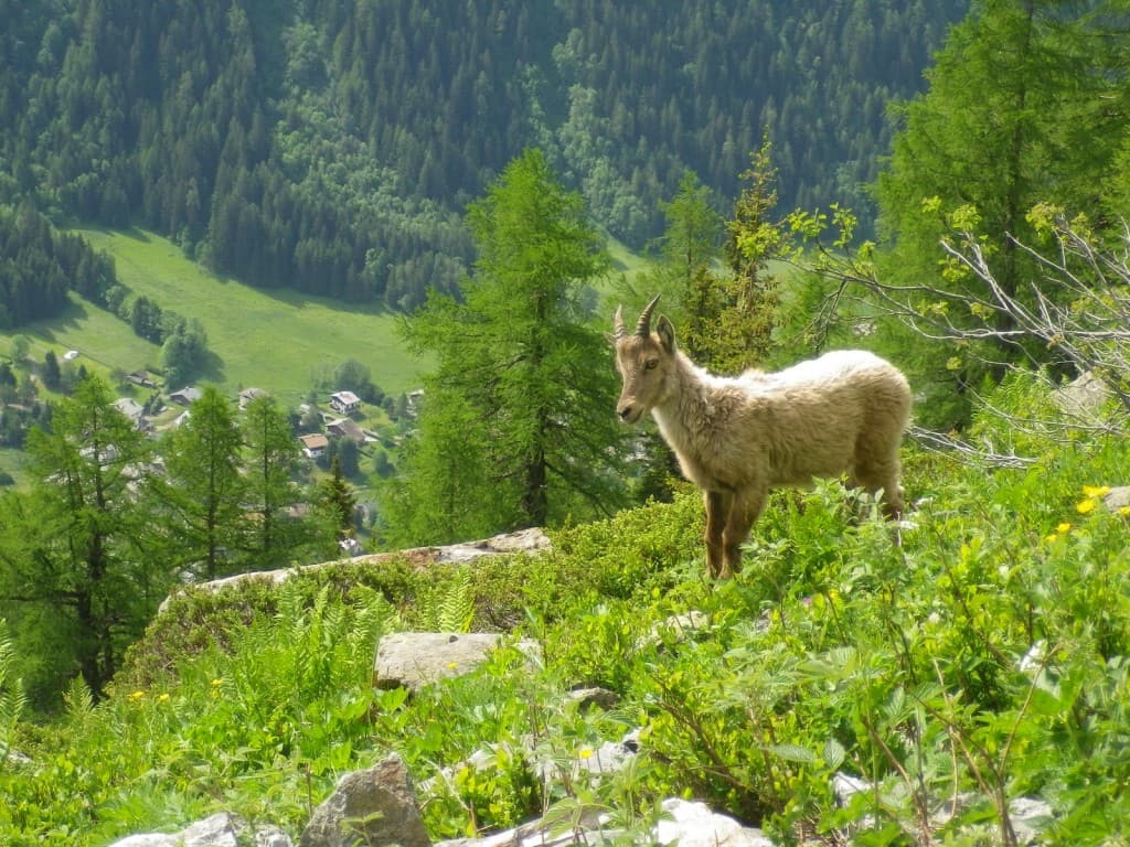 sur le chemin du Lac Blanc