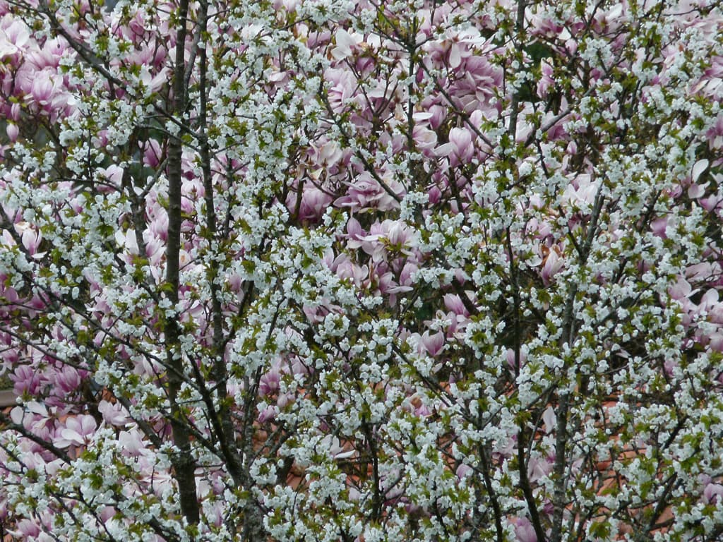 le printemps