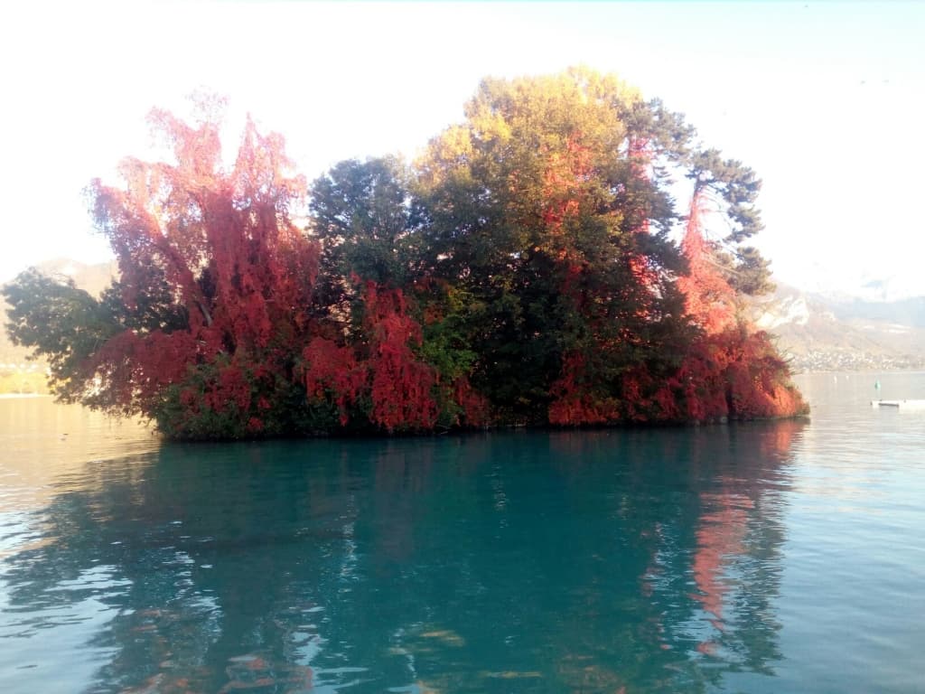 Ile aux cygnes