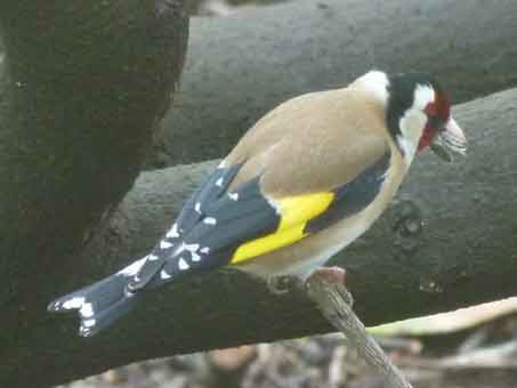 le chardonneret