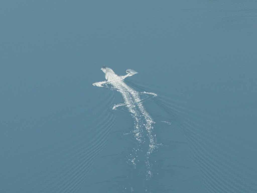 le monstre du lac