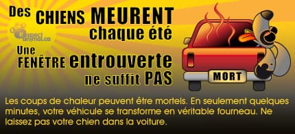 Image d'illustration pour Voiture au soleil : un piège mortel pour l'enfant et l'animal
